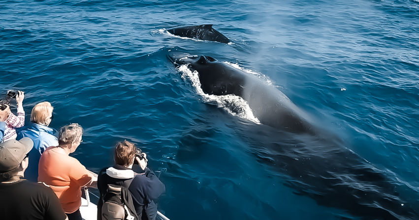 Boat passengers on a whale-watching tour photograph two large whales surfacing nearby in the deep blue ocean, with water spray and a visible fluke.