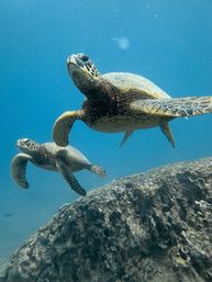 Two green sea turtles gliding above a rocky reef in clear blue tropical ocean water — underwater close-up of marine life