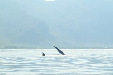Humpback whale pectoral fin and dorsal fin rising from calm coastal water with misty mountain shoreline in the background