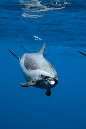 Close-up of a curious pilot whale swimming in clear deep-blue ocean water, a dolphin-like cetacean gliding toward the camera
