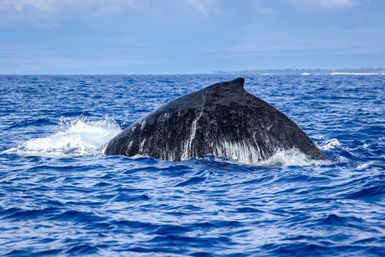 Sunlit humpback whale diving — arched black fluke slicing bright blue ocean waves with white spray and a distant shoreline