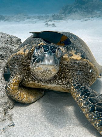 Close-up underwater of a sea turtle resting on a sandy tropical reef with a small colorful reef fish perched on its shell — vibrant snorkeling marine life scene.