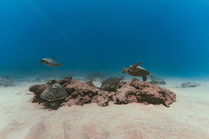 Playful sea turtles gliding and resting around rocky coral on a sandy seabed in clear blue ocean water.