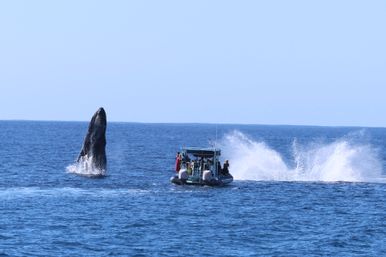 Whale-watching boat near a breaching humpback whale rising vertically from the open ocean with dramatic water splashes.