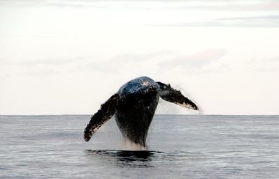 Humpback whale breaching in the open ocean with outstretched pectoral fins and water spray — dramatic marine wildlife scene.