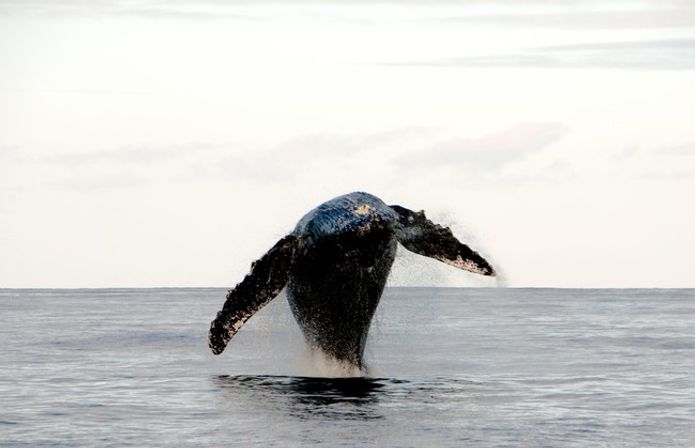 Humpback whale breaching in the open ocean with outstretched pectoral fins and water spray — dramatic marine wildlife scene.