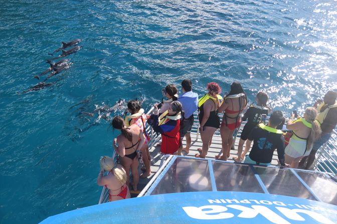 Group of passengers on a boat platform wearing life jackets watching a pod of dolphins swim in clear turquoise ocean water on a sunny dolphin-watching boat tour.
