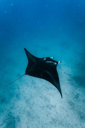 Graceful black manta ray gliding over a sandy seafloor in clear turquoise tropical ocean — top-down underwater view