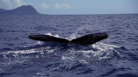 Humpback whale fluke rising and splashing in deep blue ocean with a distant island silhouette under a cloudy sky — whale-watching scene.