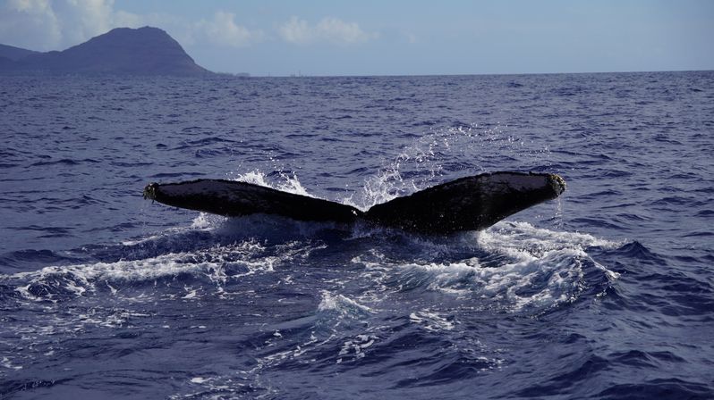 Humpback whale fluke rising and splashing in deep blue ocean with a distant island silhouette under a cloudy sky — whale-watching scene.