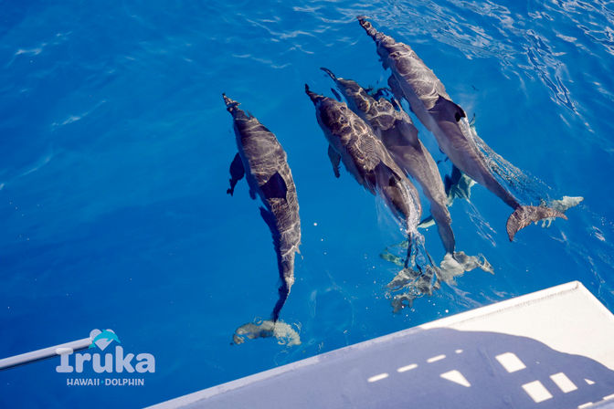 Four dolphins swimming beside a boat in crystal-clear deep-blue Hawaiian ocean, sunlight sparkling on their sleek bodies.