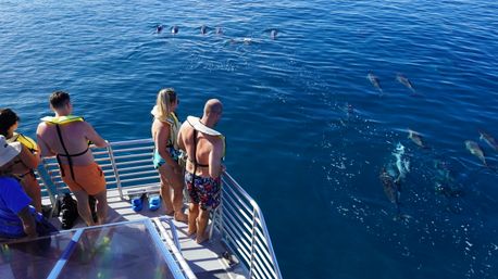 Group of people in life jackets on a boat deck watching a pod of dolphins swimming in clear blue offshore waters on a sunny day