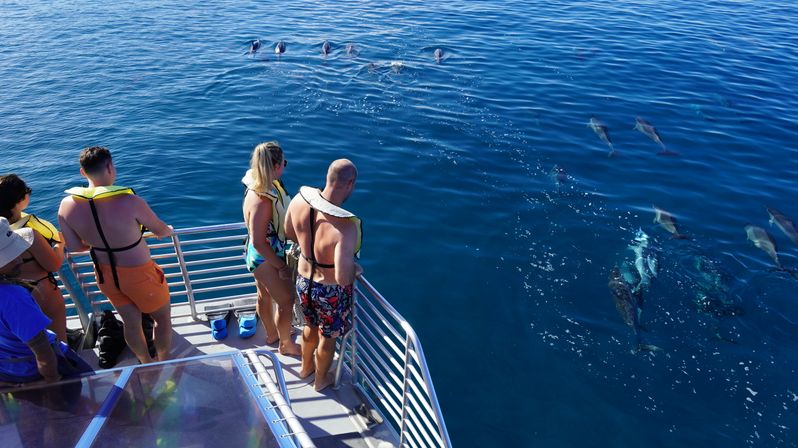 Group of people in life jackets on a boat deck watching a pod of dolphins swimming in clear blue offshore waters on a sunny day