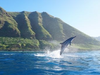 Playful dolphin breaching turquoise ocean in front of lush green cliffs and a sunny sky along a tropical coastline