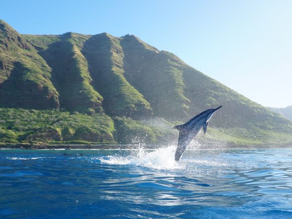 Playful dolphin breaching turquoise ocean in front of lush green cliffs and a sunny sky along a tropical coastline