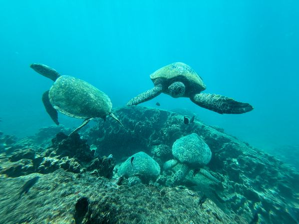Group of green sea turtles gliding and resting over a rocky coral reef in clear tropical blue water, vibrant underwater diving scene.