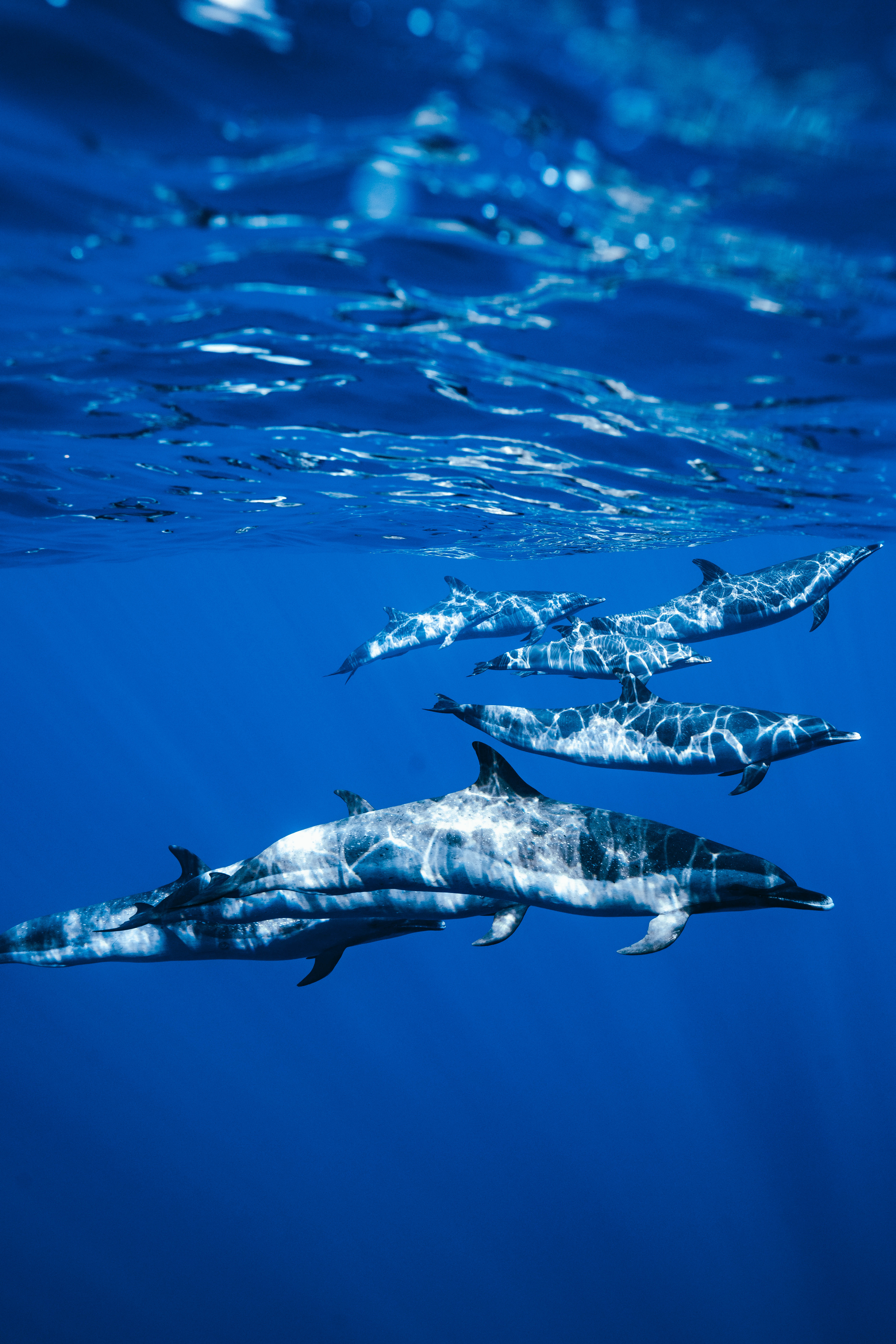 Playful pod of dolphins gliding beneath clear blue ocean water, sunlight rippling across their sleek bodies