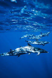 Playful pod of dolphins gliding beneath clear blue ocean water, sunlight rippling across their sleek bodies
