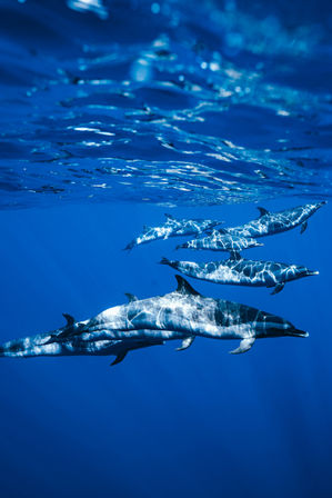 Playful pod of dolphins gliding beneath clear blue ocean water, sunlight rippling across their sleek bodies