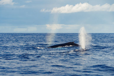 Two humpback whales surfacing in the open blue ocean, blowing tall white spouts against a partly cloudy sky — whale-watching scene