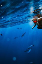 Snorkeler wearing a red mask at the water’s surface watching a playful pod of dolphins glide through deep blue ocean with sunlit rays and bubbles.