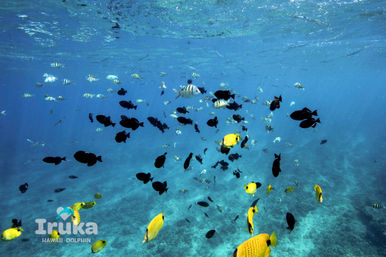 Vibrant underwater scene of a tropical coral reef with schools of black, yellow, and striped reef fish swimming in clear blue water.