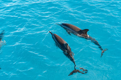 Aerial view of two dolphins swimming side-by-side in clear turquoise tropical ocean water