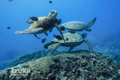 Three green sea turtles gliding above a coral reef, surrounded by small reef fish in clear Hawaiian blue water.