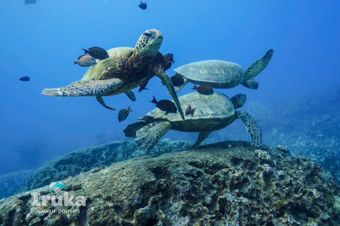 Three green sea turtles gliding above a coral reef, surrounded by small reef fish in clear Hawaiian blue water.