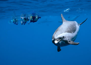 Curious dolphin approaching the camera in deep blue open ocean with snorkelers floating at the surface in yellow life vests — wildlife snorkeling encounter