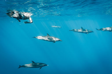 Snorkeler at the surface watching a playful pod of dolphins gliding through clear blue ocean water with sunbeams filtering underwater