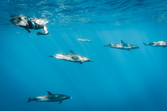 Snorkeler at the surface watching a playful pod of dolphins gliding through clear blue ocean water with sunbeams filtering underwater