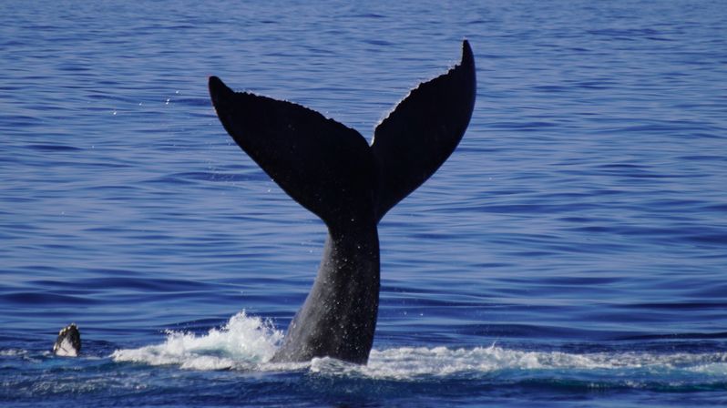 Humpback whale tail (fluke) lifting above the calm blue open ocean with water spray and ripples from a deep dive — marine wildlife sighting