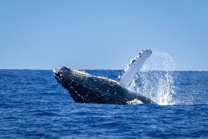 Majestic humpback whale breaching with a raised pectoral fin, splashing in the deep blue ocean under a clear sky.