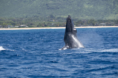 Majestic humpback whale rising from deep blue ocean near a sandy tropical shoreline with beachfront homes and lush green hills