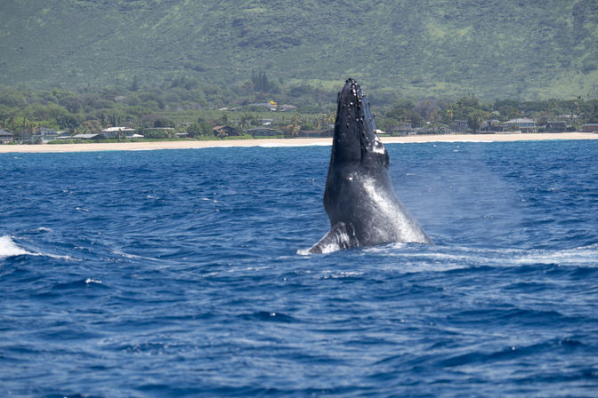 Majestic humpback whale rising from deep blue ocean near a sandy tropical shoreline with beachfront homes and lush green hills