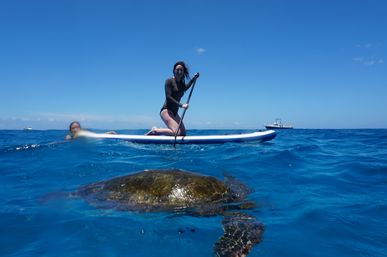 Person kneeling on a paddleboard in clear blue ocean, paddling near a surfacing sea turtle with a swimmer and boat on the horizon under a sunny sky