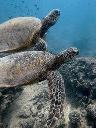 Two green sea turtles gliding over a rocky coral reef in clear blue ocean water, close-up underwater shot