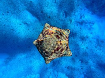 Vibrant cushion sea star with mottled yellow and red pattern floating above a bright blue tropical ocean floor, underwater marine scene