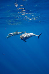 Three playful dolphins swimming just below the surface in clear blue ocean water with sunlight reflecting on their sleek bodies.