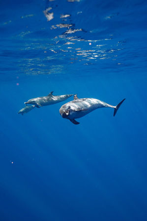Three playful dolphins swimming just below the surface in clear blue ocean water with sunlight reflecting on their sleek bodies.