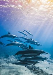 Playful pod of dolphins gliding underwater in a clear blue tropical ocean, sunbeams streaming through the surface above a sandy seafloor with scattered coral.