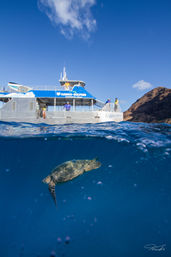 Split underwater/above-water view of a green sea turtle swimming beneath a tour boat off a sunny Hawaiian coastline