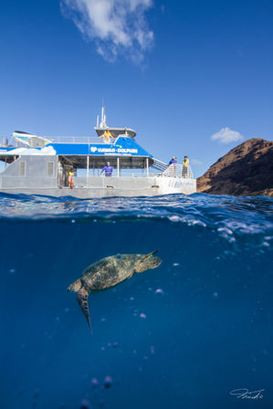 Split underwater/above-water view of a green sea turtle swimming beneath a tour boat off a sunny Hawaiian coastline