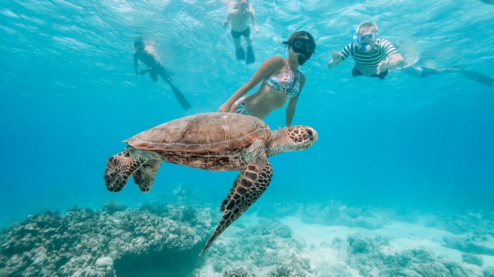 Green sea turtle gliding over a tropical coral reef with snorkelers watching in clear turquoise water