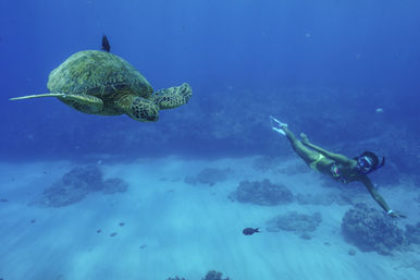 Snorkeler with mask and fins gliding toward a green sea turtle above a sandy tropical reef in clear blue ocean water