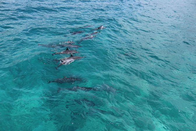 Aerial view of a playful pod of dolphins swimming through clear turquoise ocean water, some surfacing and others visible beneath the waves.