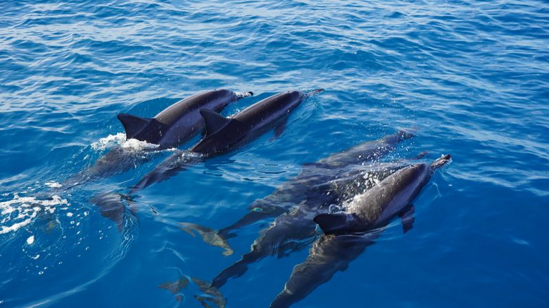 Playful pod of dolphins swimming at the surface and just below clear deep-blue ocean water.