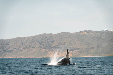Humpback whale breaching with a splash in the blue ocean off rugged coastal cliffs under a pale sky — marine wildlife and whale-watching scene.