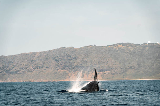 Humpback whale breaching with a splash in the blue ocean off rugged coastal cliffs under a pale sky — marine wildlife and whale-watching scene.